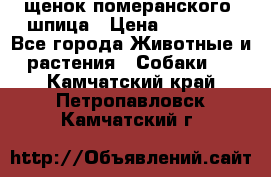 щенок померанского  шпица › Цена ­ 50 000 - Все города Животные и растения » Собаки   . Камчатский край,Петропавловск-Камчатский г.